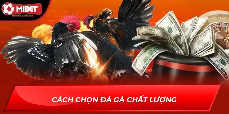đá gà